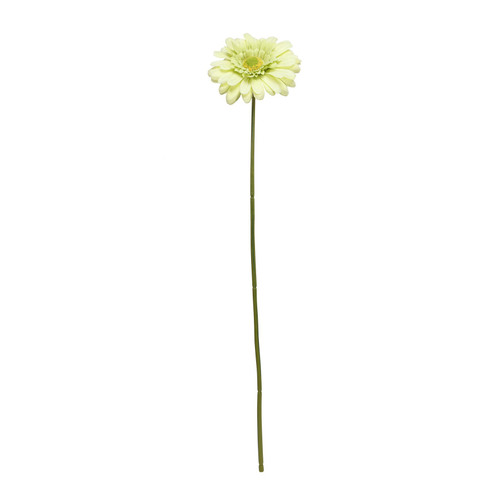 Green Gerbera Stem (72cm) Green Gerbera Stem (72cm)