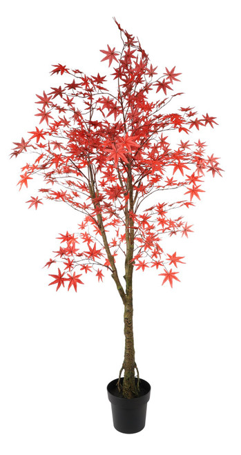 Glamis Potted Maple Tree (160cm) Glamis Potted Maple Tree (160cm)