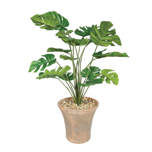 Monstera Houseplant in Terracotta Pot (46cm)