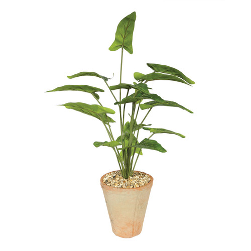 Syngonium Houseplant in Terracotta Pot (46cm)