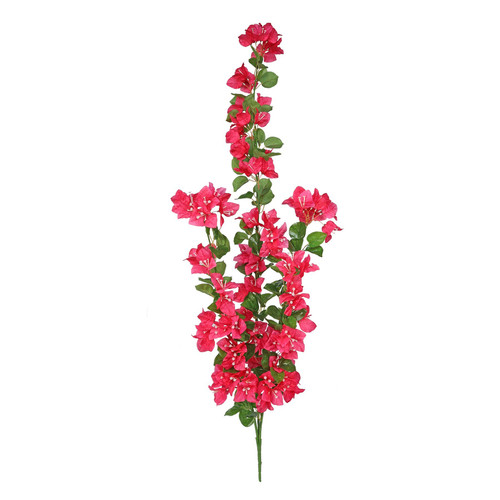 Essential Pink Bougainvillea Trail Essential Pink Bougainvillea Trail