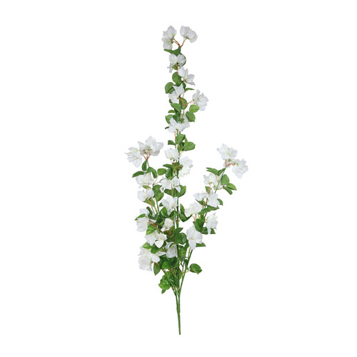Essential White Bougainvillea Trail Essential White Bougainvillea Trail
