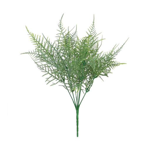Essential Green Asparagus Fern
