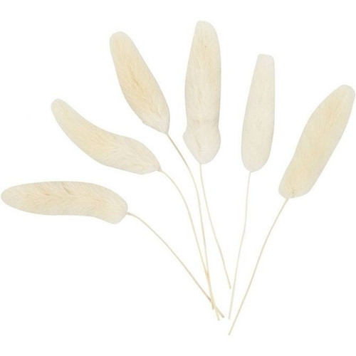 Bunny Tail Grass (Pack of 6) Bunny Tail Grass (Pack of 6)