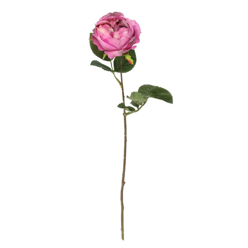 Balmoral Old Garden Purple Rose (45cm) Balmoral Old Garden Purple Rose (45cm)