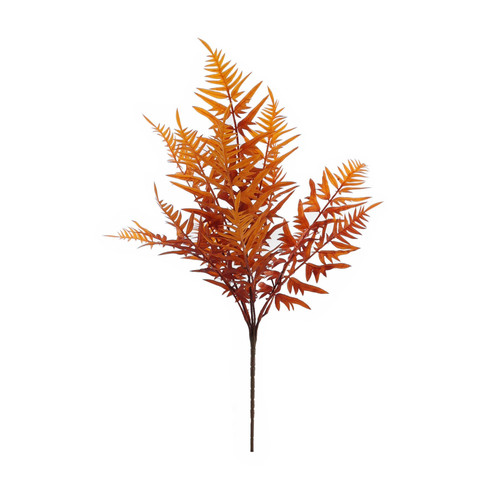 Essential Autumn Hardy Fern Essential Autumn Hardy Fern