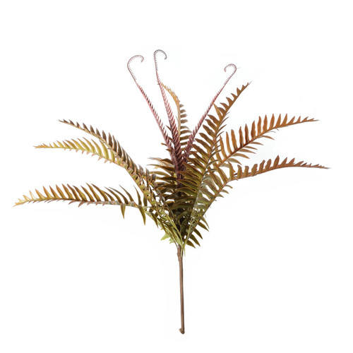 Essential Autumn Ladder Fern Essential Autumn Ladder Fern