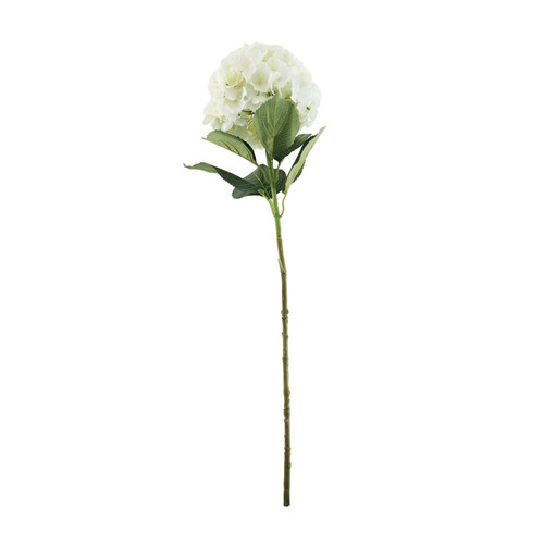 Essential Cream Giant Hydrangea Essential Cream Giant Hydrangea