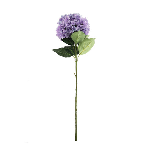 Essential Lilac Giant Hydrangea Essential Lilac Giant Hydrangea