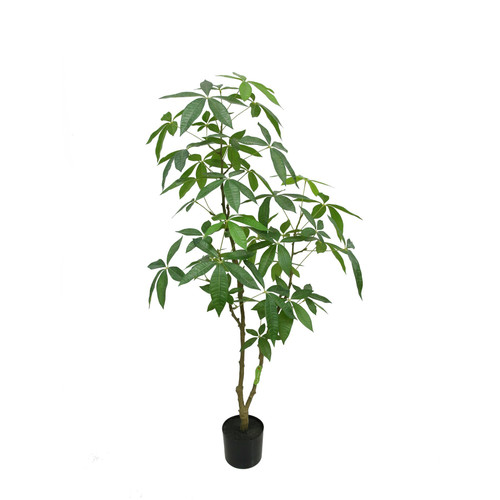 Botanica Fatsia in pot (150cm) 