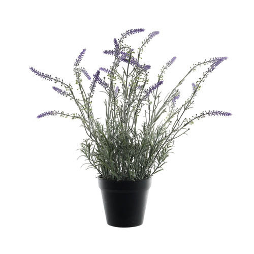 Potted Lavender (51cm) Potted Lavender (51cm)