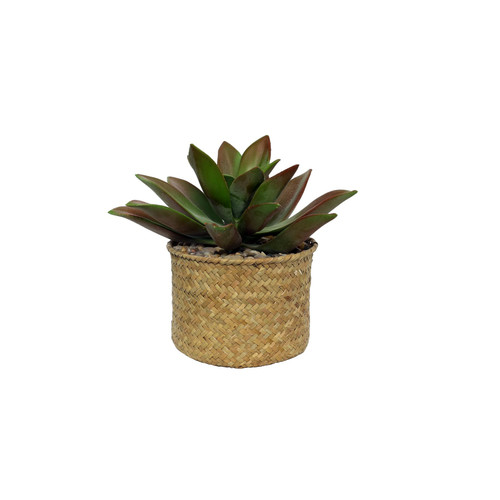 Botanica Potted Succulent (20cm) Botanica Potted Succulent (20cm)