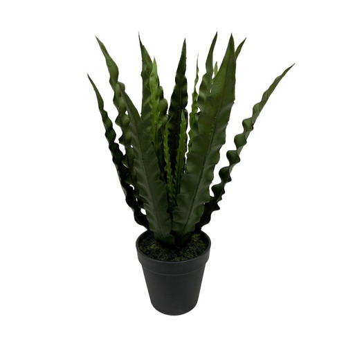 Botanica Bird Nest Fern in Pot (36cm) Botanica Bird Nest Fern in Pot (36cm)