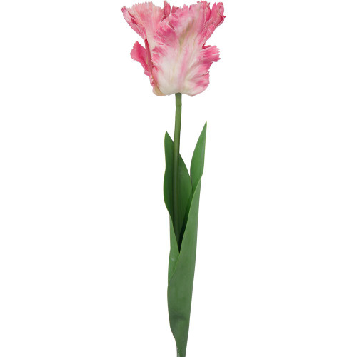 Tulip Pink Parrot Variety Tulip Pink Parrot Variety