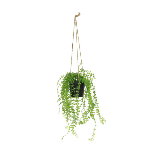 Botanica Hanging Mini Trail Plant Botanica Hanging Mini Trail Plant