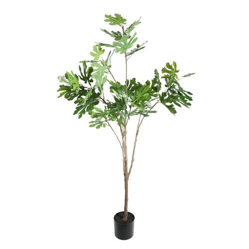 Botanica Fig Tree in Pot (160cm)