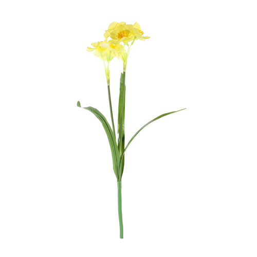 Essential Yellow Narcissus Plant with Leaves (48cm)