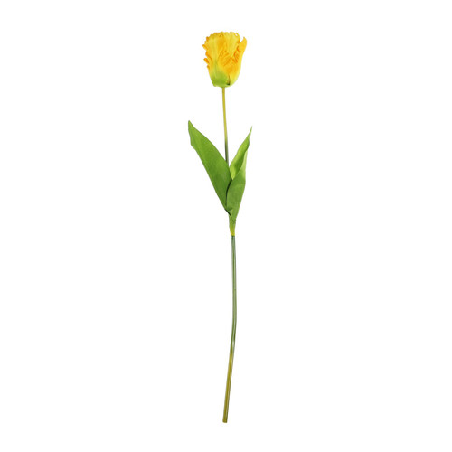 Essential Yellow Parrot Tulip (70cm)