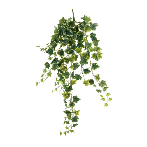 Green Variegated English Ivy Hanger (86cm)