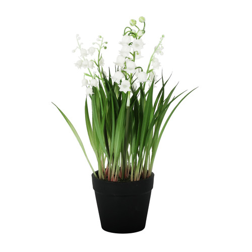 Lily of the Valley Potted Plant (25cm)