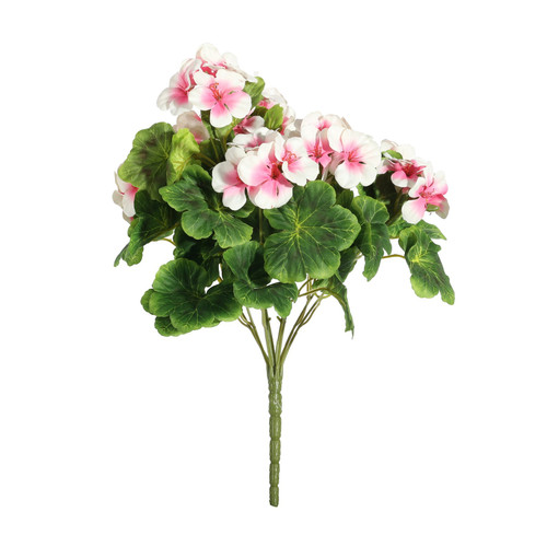 Geranium Cream/Pink Bush (15cm)