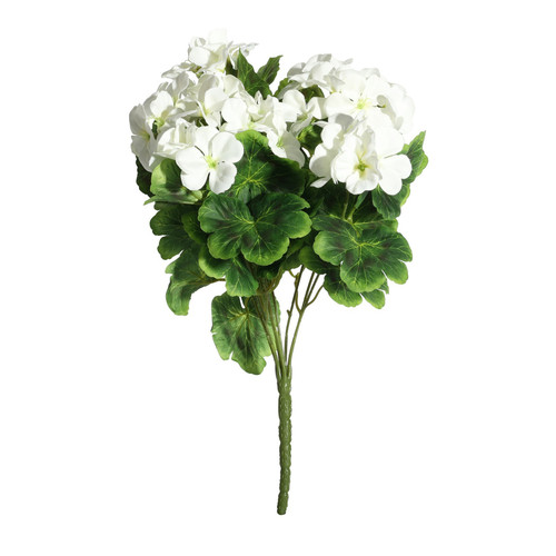 Geranium Cream Bush (15cm)