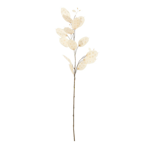 Honesty Stem (73cm)
