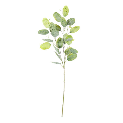 Green Honesty Stem (73cm)