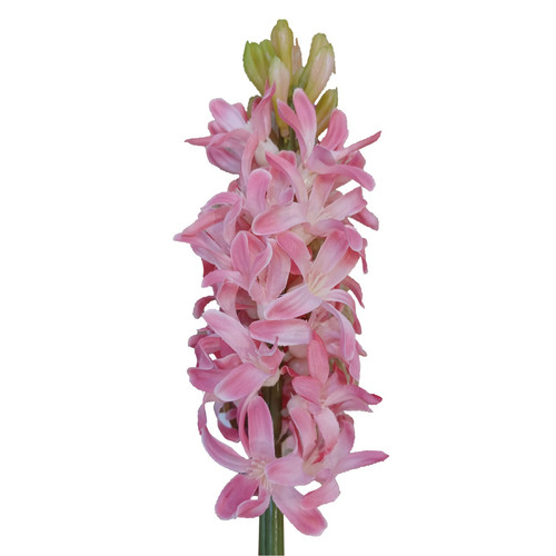 Pink Hyacinth (41.5cm)