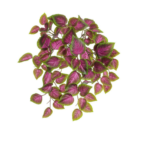 UV Pink/Green Coleus Bush (54cm)