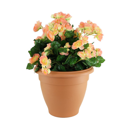 Peach Begonia Tub