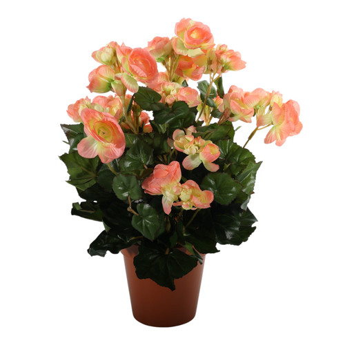 Light Peach Begonia Bush