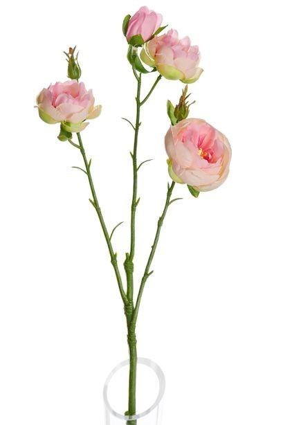 Pale Lydia Ranunculus Spray