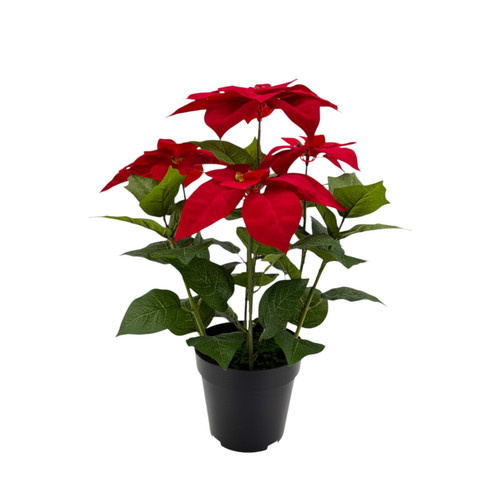 Red Potted Poinsettia Bush (53cm)