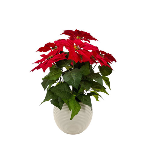 Red Poinsettia Bush in Cream Pot (56cm)