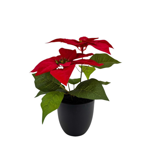 Red Poinsettia Bush Plant in Black Pot (28cm)