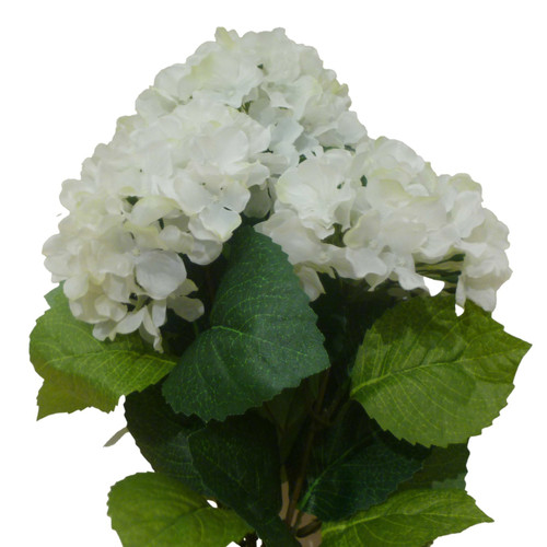 Cream Hydrangea Bush