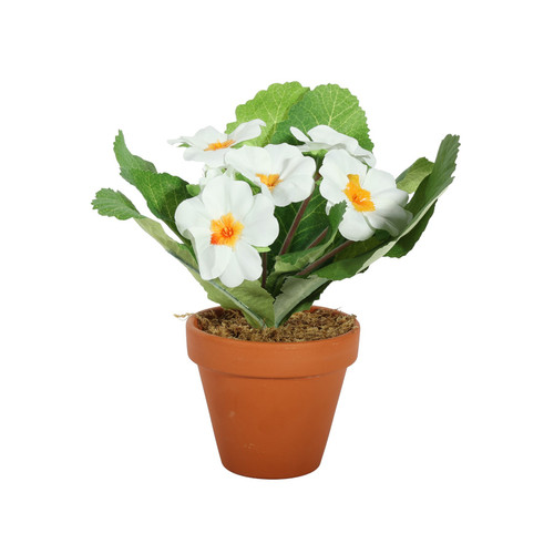 White Small Primula Bush in Terracotta Pot (8.5cm)