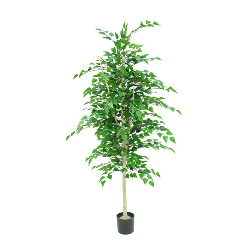 Green Silver Birch Tree Potted (5ft)