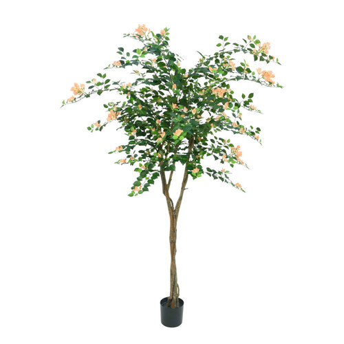 Pink Bougainvillea Tree Potted (5ft)