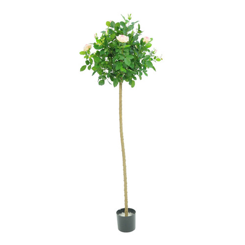 Royal Rose Tree Potted Plant (624 Leaves & 12 Flowers & Buds) (152cm)