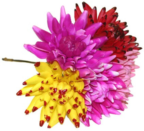 Spike Dahlia Pick - Assorted