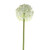 76cm Single Allium Cream & White