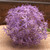 76cm Single Allium Lavender 