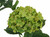 Large Hydrangea Green
