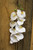 White Phalaenopsis Spray 33.5 inch
