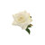 Rose Cream 42cm