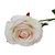 Small Camelot Open Rose Champagne