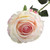 Small Camelot Open Rose Cream Pink