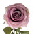 Vintage Rose Lilac 
